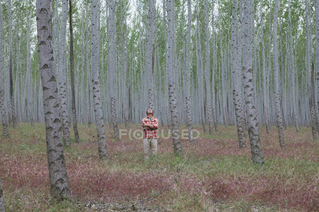Mann steht im Wald von Pappeln in oregon, USA. — Stockfoto