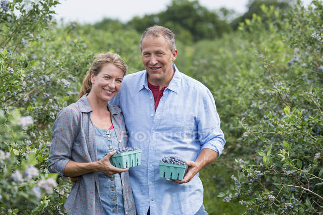 Hombre y mujer maduros sosteniendo contenedores con arándanos en granja orgánica . - foto de stock