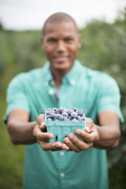 Giovane uomo che tiene contenitore di cartone di mirtilli appena raccolti al frutteto biologico . — Foto stock