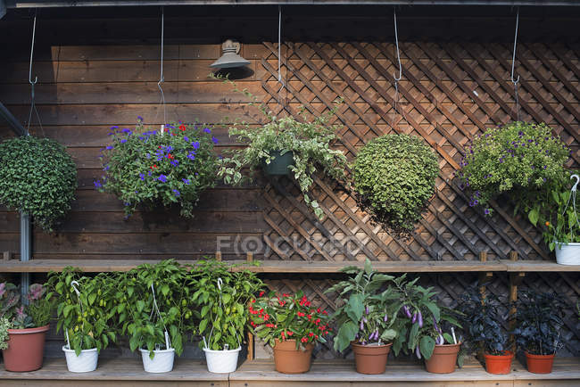 Fila de plantas contra pared en cobertizo de maceta en granja orgánica . - foto de stock