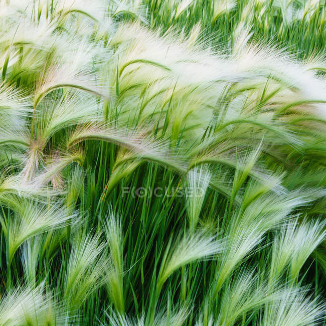 Зеленая трава, дующая на ветру, крупным планом . — стоковое фото