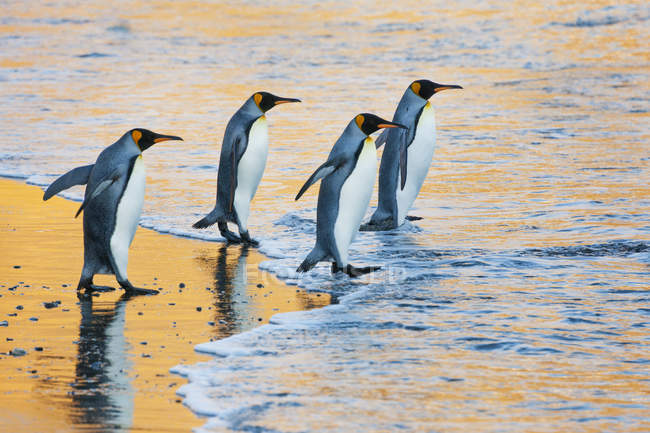 Pinguins do rei na costa que anda na água no nascer do sol . — Fotografia de Stock