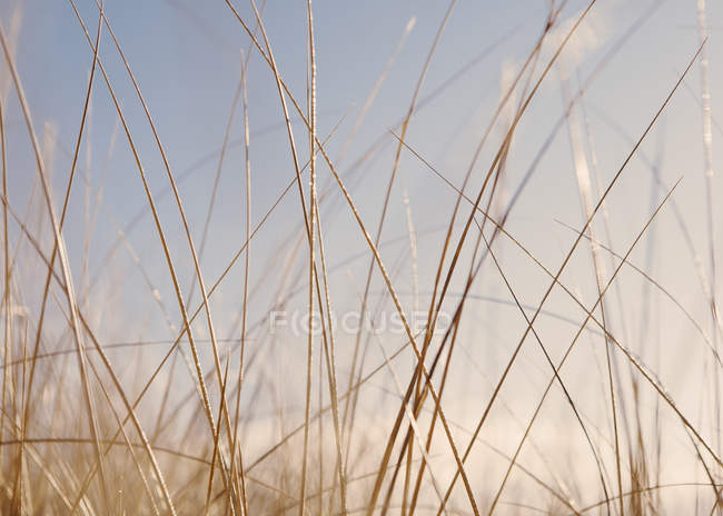 Primo piano dell'erba duna spazzata dal vento nel prato naturale
. — Foto stock
