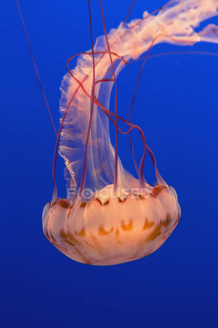 Medusas de urtiga marinha subaquáticas em aquário sobre fundo azul . — Fotografia de Stock