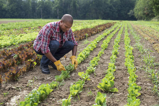 Africano homem americano que trabalha com mudas no jardim comercial . — Fotografia de Stock