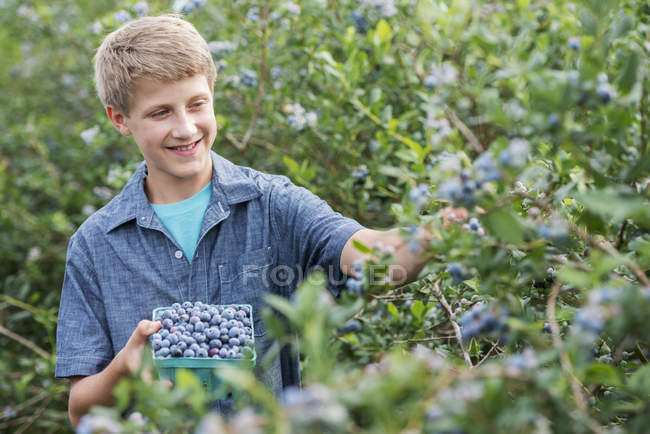 Menino pré-adolescente colhendo mirtilos de arbustos na fazenda orgânica . — Fotografia de Stock
