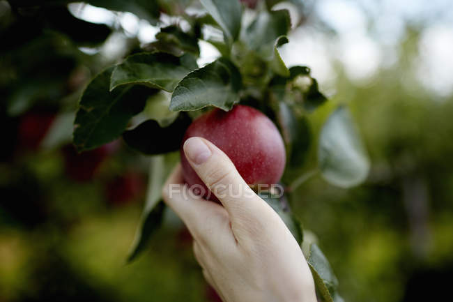 Raccolta a mano di mele mature rosse dall'albero da frutto
. — Foto stock