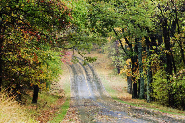 Дорога через осенний лес в Вирджинии, США — стоковое фото