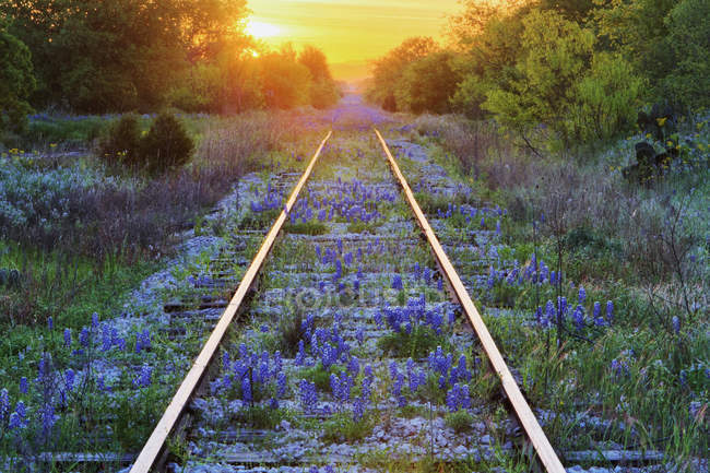 Синие капоты растут на железнодорожных путях в Техасе, США — стоковое фото
