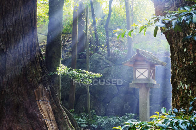 Rays of sunlight shining through Japanese forest — Stock Photo