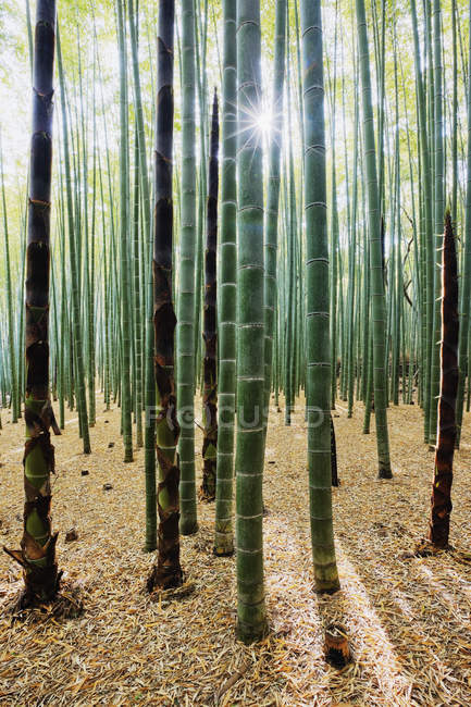 Foresta di bambù di Kyoto, Giappone, Asia — Foto stock