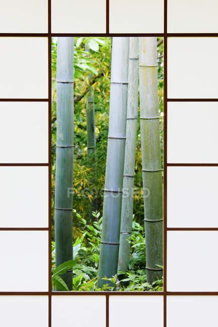 Bosque de bambú a través de una ventana de papel de arroz en Kyoto, Japón — Stock Photo