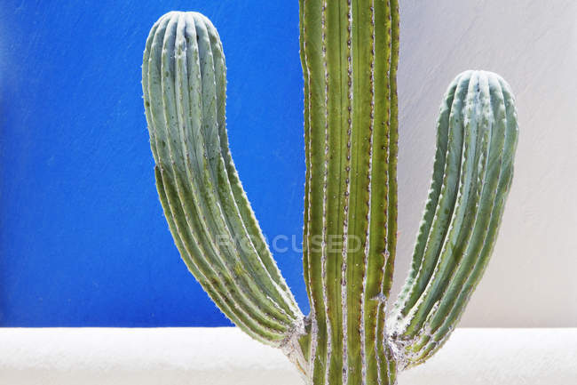 Cactus croissant contre les murs bicolores contrastés — Photo de stock