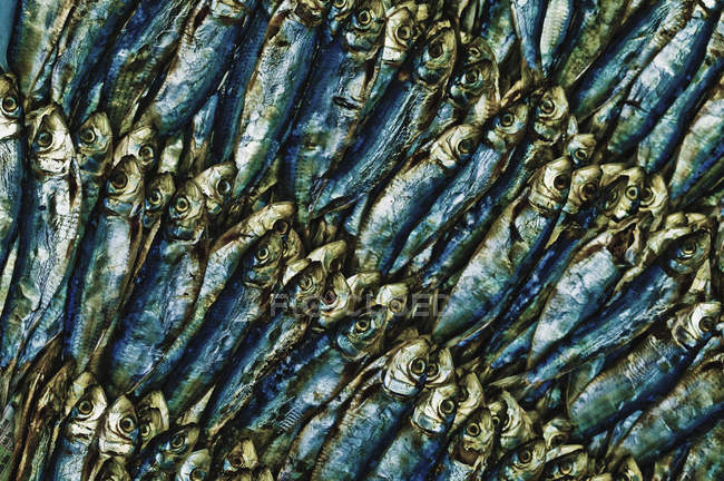 Pesce affumicato ed essiccato, full frame — Foto stock