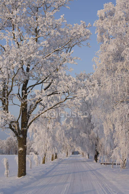 Chemin gelé à travers les arbres dans la campagne d'Estonie — Photo de stock