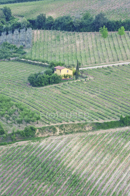 Gelbes Haus in gemusterter Weinbaulandschaft in Montepulciano, Toskana, Italien — Stockfoto