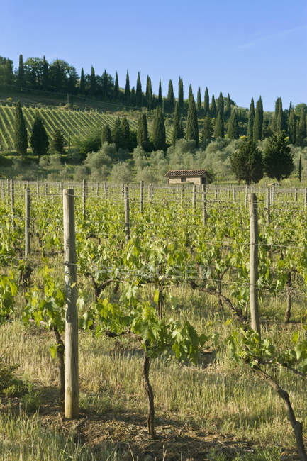 Beautiful vineyard in sunlight in countryside, Tuscany, Italy — Stock Photo