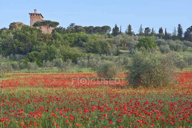 Hermoso campo de amapolas con flores y antiguo edificio de la catedral en Montepulciano, Toscana, Italia - foto de stock