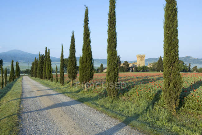 Campo di cipressi e papaveri, Toscana, Italia — Foto stock