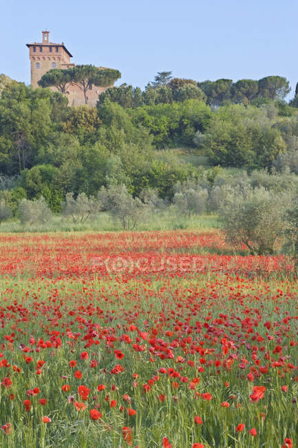 Bonito campo de papoilas floridas e antigo edifício da catedral em Montepulciano, Toscana, Itália — Fotografia de Stock