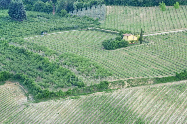 Вид с воздуха на желтый дом в зеленом винограднике, Тоскана, Италия — стоковое фото