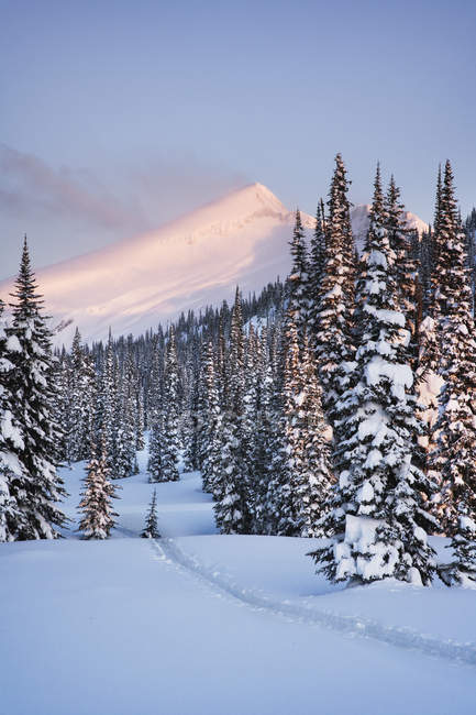 Снежный ландшафт с дорожкой в зимнем лесу Британской Колумбии, Канада — стоковое фото