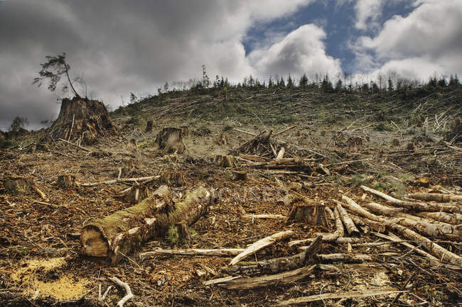 Superficie deforestata con alberi tagliati e tronchi sotto le nuvole — Foto stock