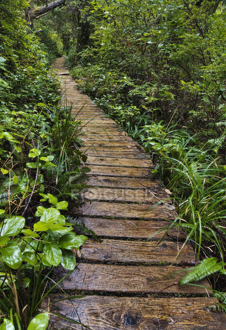 Wooden walkway through forest plants — Stock Photo