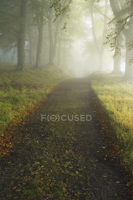 Trail through dense forest in autumn sunlight — Stock Photo