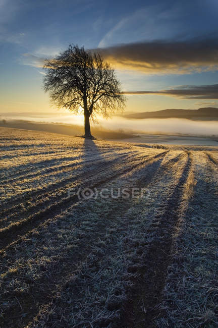 Arbre sur champ cultivé en hiver au coucher du soleil avec rétro-éclairage — Photo de stock