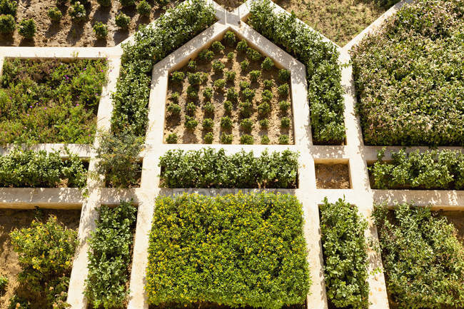 Bernstein Fort Garden Muster, jaipur, rajasthan, indien — Stockfoto