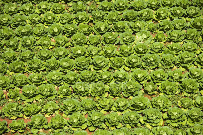 Champ de choux aux feuilles vert vif, plein cadre — Photo de stock