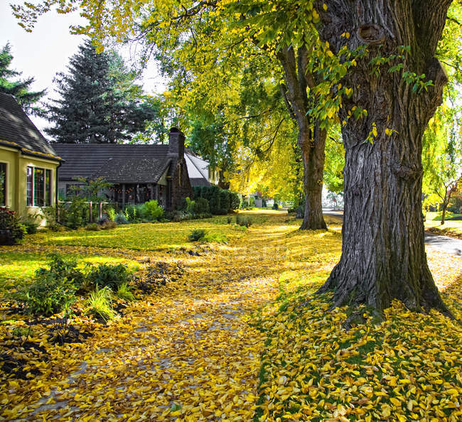 Autumnal foliage covering road in residential area, Portland, Oregon, USA — Stock Photo