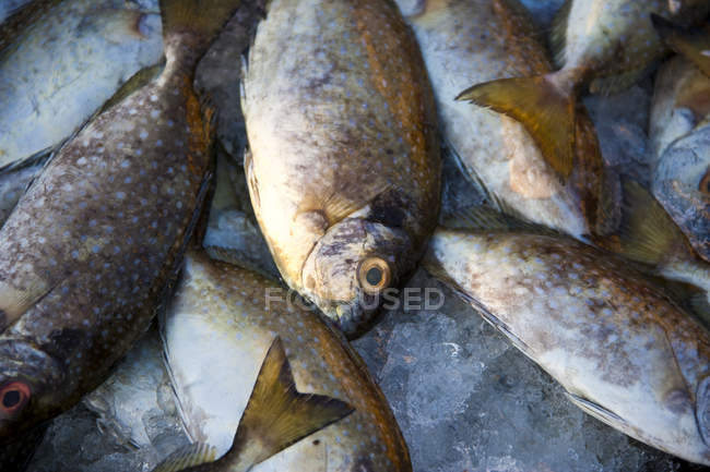 Close-up of fresh fish on ice in seafood market — Stock Photo