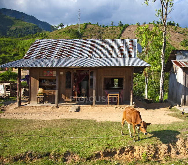 Maison avec vache dans la campagne vietnamienne — Photo de stock