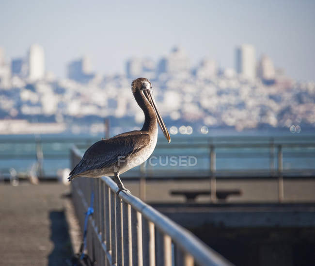 Pellicano su ringhiera del molo a San Francisco, California, USA — Foto stock