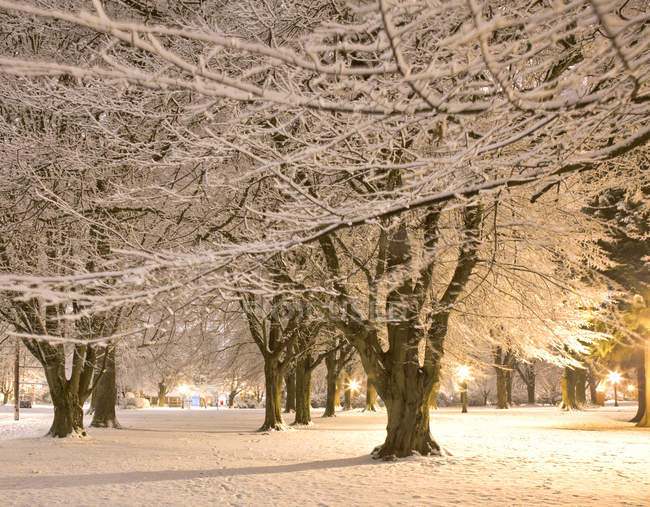 Свіжий сніг в міському парку, Портленді, штат Орегон, США — стокове фото