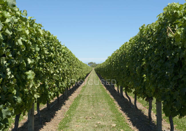 Filas de viñas en el jardín del viñedo, Hawkes Bay, Nueva Zelanda - foto de stock