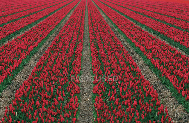 Linhas de tulipas vermelhas floresce no campo, quadro completo — Fotografia de Stock