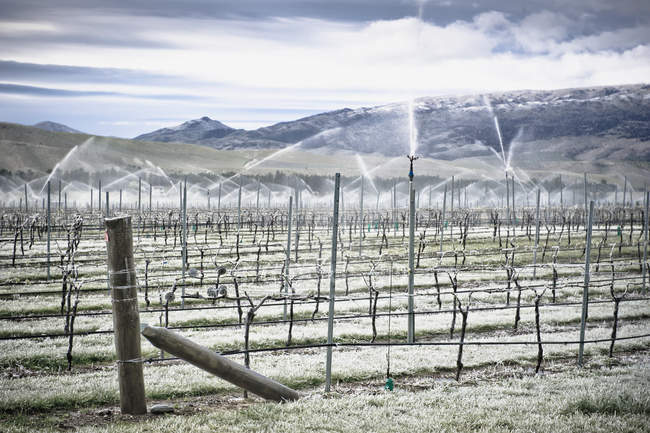 Vinhas de uva com sistema de irrigação em tempo de inverno, Queenstown, Nova Zelândia — Fotografia de Stock
