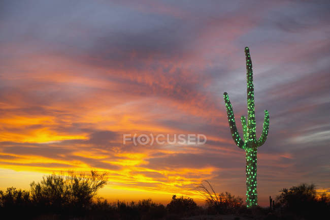 Décoration de Noël sur suguaro plante au coucher du soleil dans le désert — Photo de stock