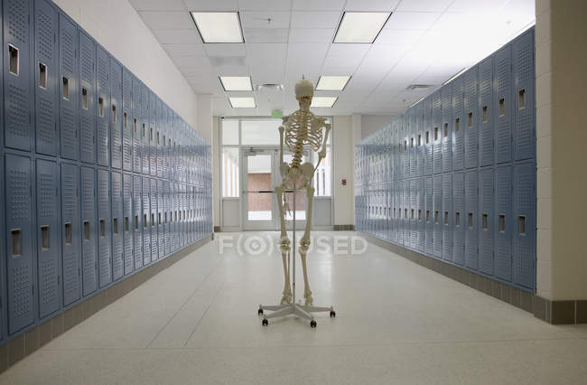 Skeleton model in high school hallway, Winston-Salem, North Carolina, USA — Stock Photo
