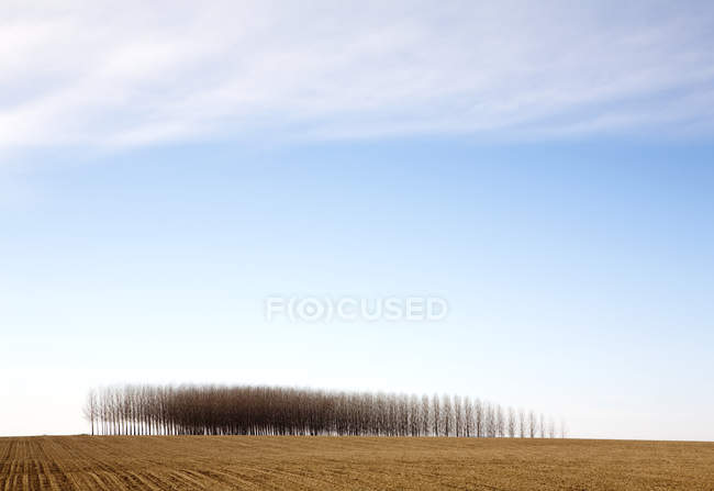 Poplar trees in field, Palouse, Washington — Stock Photo