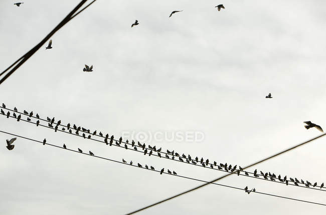 Uccelli sulle linee elettriche contro cielo nuvoloso — Foto stock