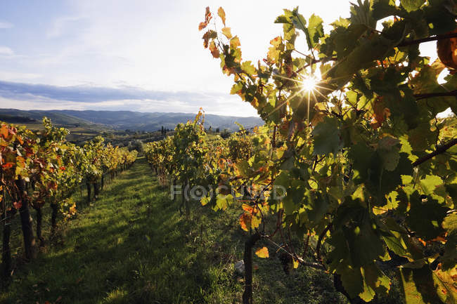Виноградник в сонячному світлі в сільській місцевості Тоскана, Італія, Європа — стокове фото