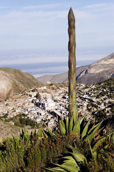 Yucca tree and townscape of Real de Catorce, Mexico — Stock Photo