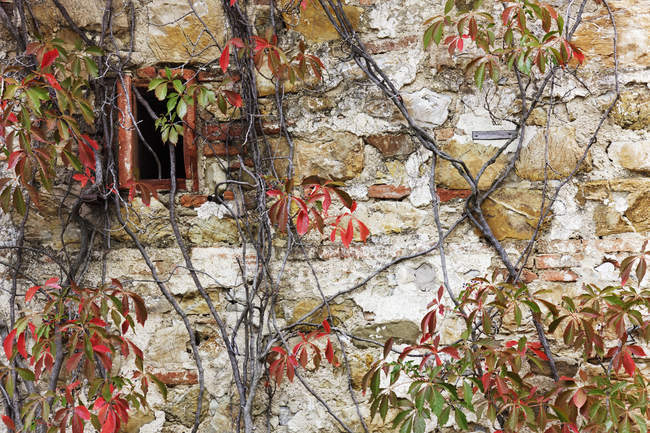 Cottage in pietra e piante rampicanti nei colori autunnali in Italia, Europa — Foto stock
