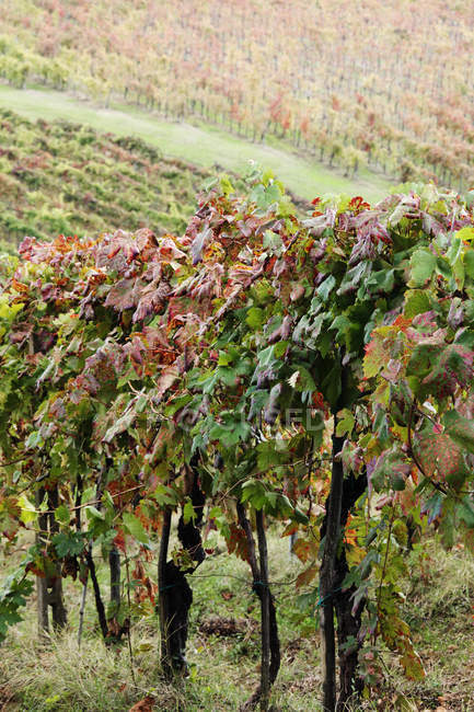 Vinhas em cores do outono na Itália, Europa — Fotografia de Stock