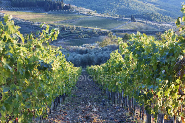 Vignoble et rangées de plantes vertes en Italie, Europe — Photo de stock