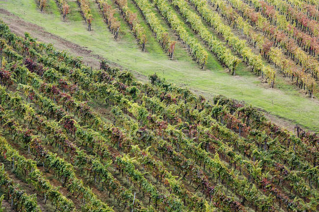 Weinreben in herbstlichen Farben in Italien, Europa — Stockfoto